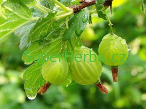 Co jsou volné radikály??a antioxidanty?